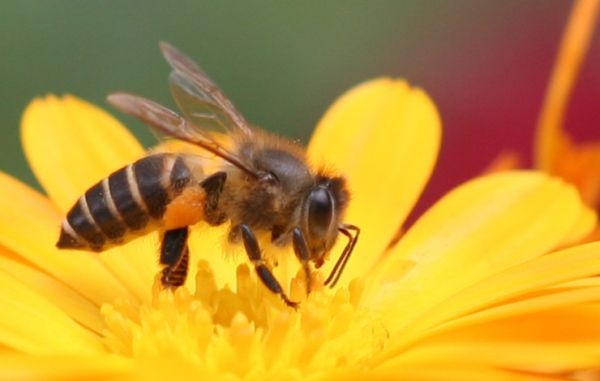 Mộng Con ong chết mang lại con số nào