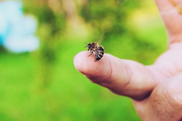 Những trường hợp con ong số mấy và danh sách con số vượng phát