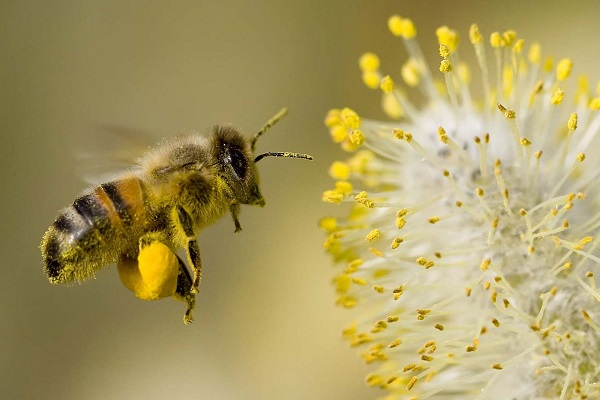 Con ong số mấy - Những con số dành cho loài ong bạn nên biết